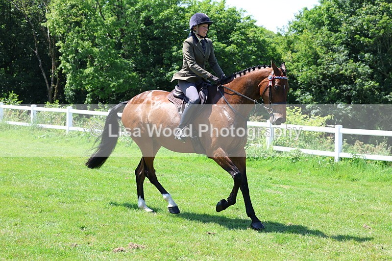 3E7A7514 - Class 31: Working Hunter Cob/Riding Horse