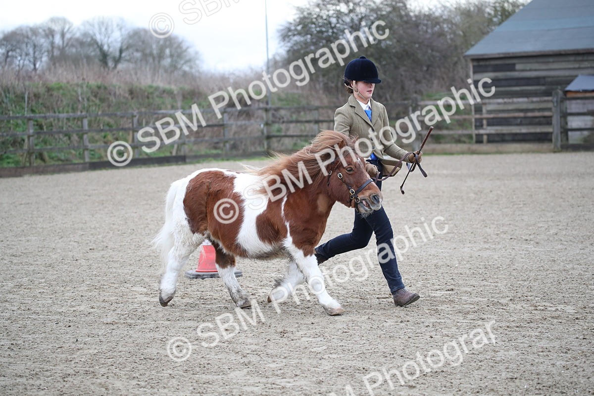 SBM_003925 - Class 1-4 - Young Stock classes Inc. In Hand Championship