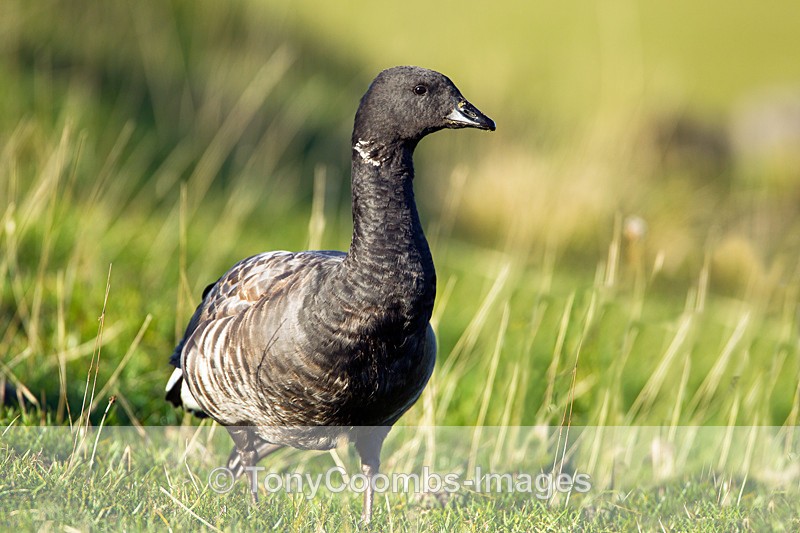 Brent Goose - Foreign Selection