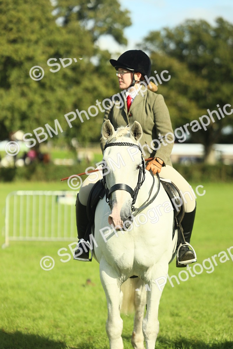 SBM_49849 - S32 - Novice & Newcomers Working Hunter