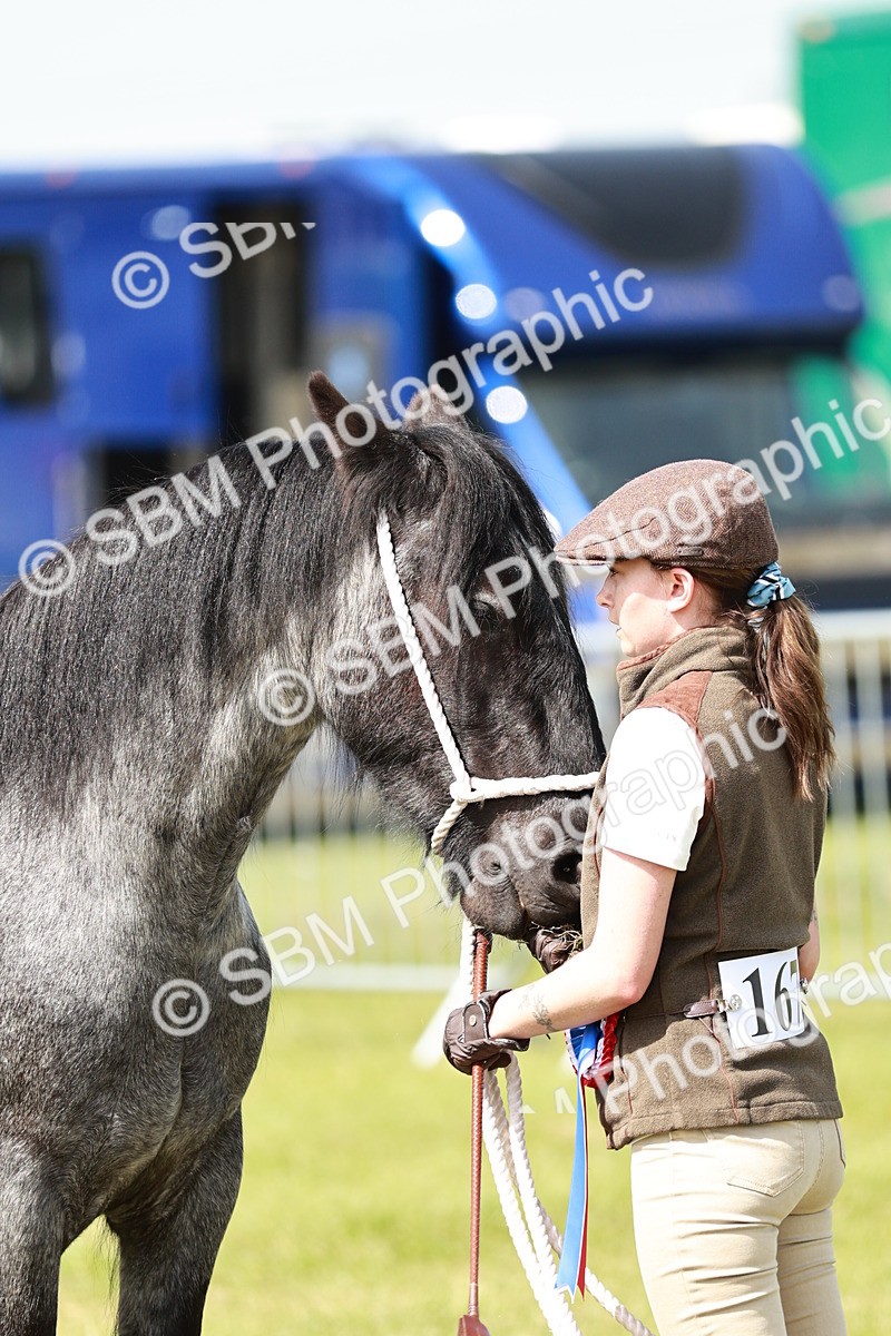 SBM_02528 - Class 14-23 - Mountain & Moorland In Hand Non Welsh