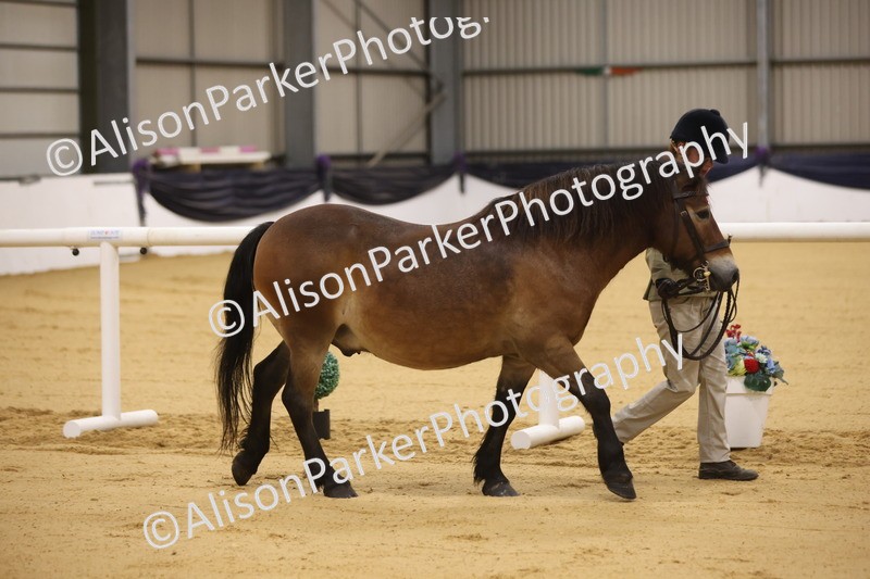 20260913-0996 - Class 109 - Bred On Exmoor In Hand