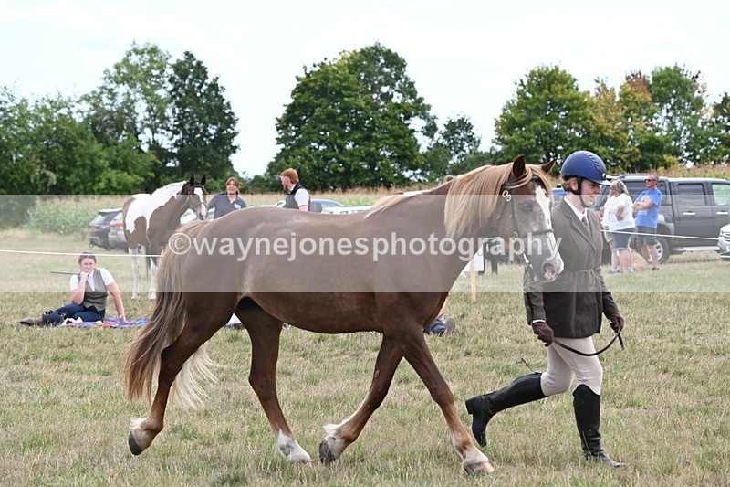 WJ6_6162 - Class 19 In-hand Veterans (Uploaded correct folder)
