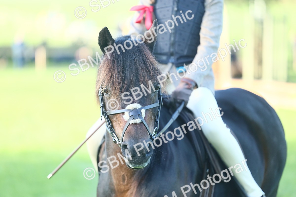 SBM_37311 - S29 - Novice & Newcomers Working Hunter Pony