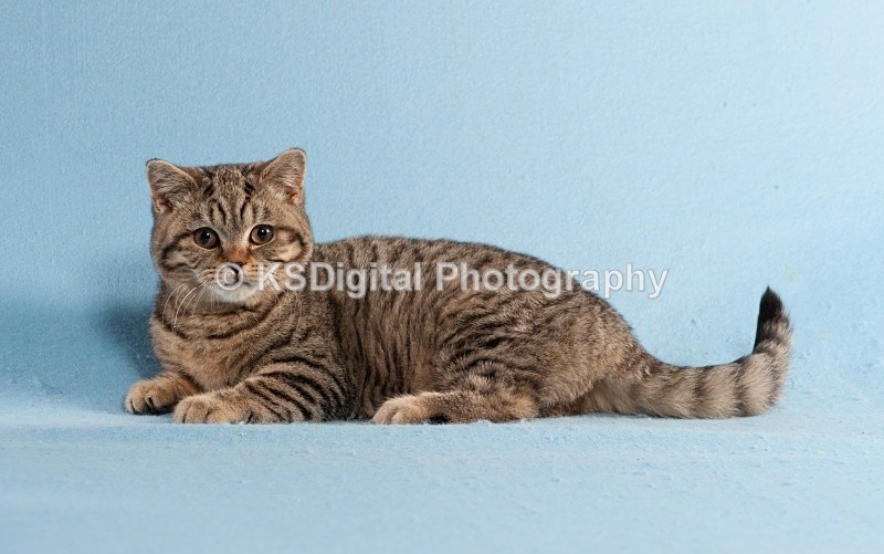  - Windymeadow British Shorthairs & Exotics