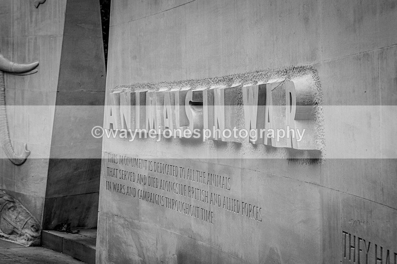 NGP_8102 - 2024 Animals in War Remembrance Gathering
