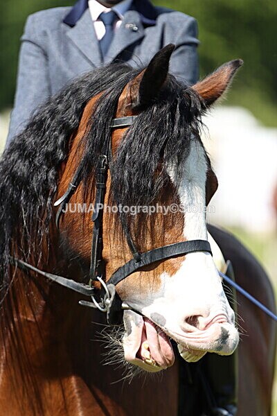 IMG_4153 - Working Hunter