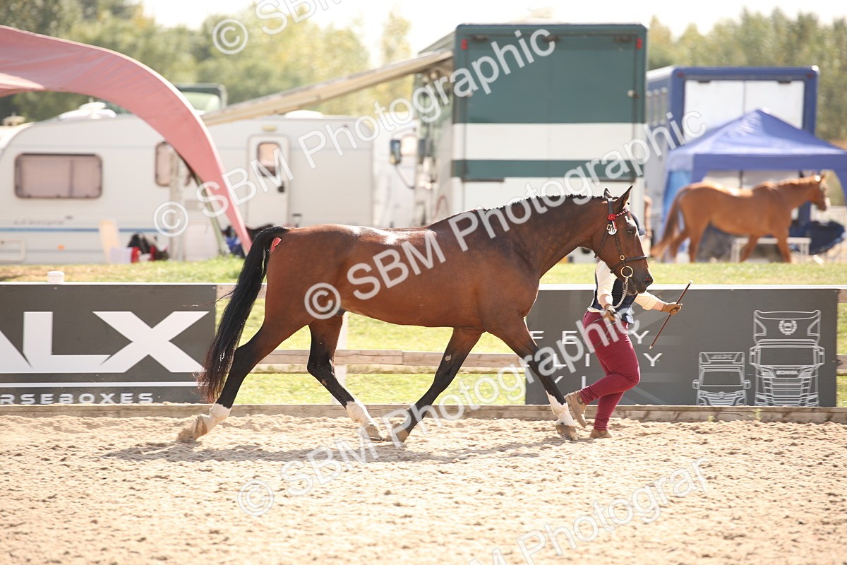 SBM_07394 - Class 26 IH Foreign Breeds -Part bred
