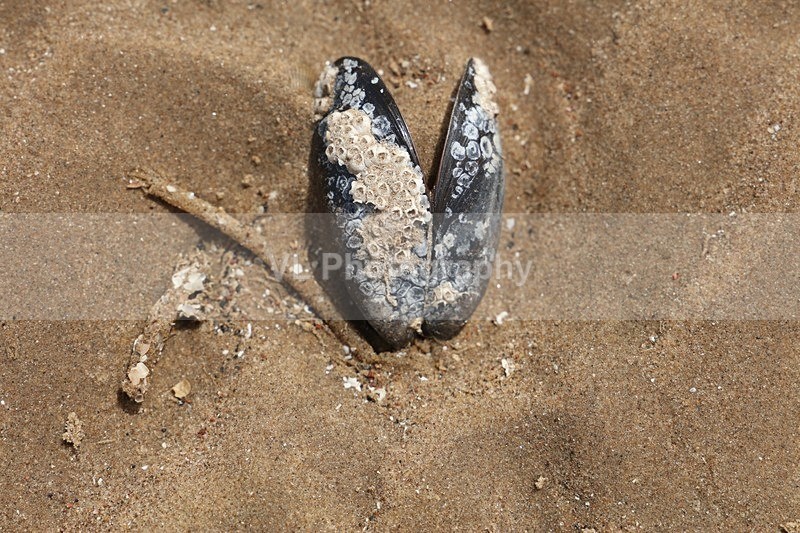 Shell 1 - Crosby Beach