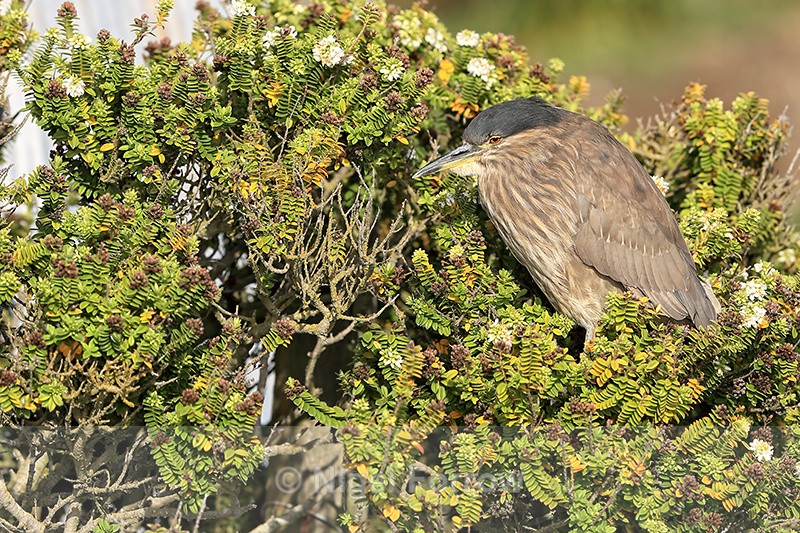 Juvenile Black-crowned Night-Heron, Carcass Island, Falklands - Black-crowned Night-Heron