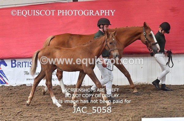 JAC_5058 - 9 Zinzipan