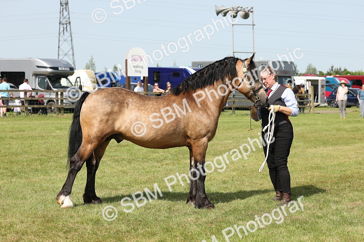 SBM_02307 - Class 6-13 - Mountatin and Moorland In Hand Welsh Breeds