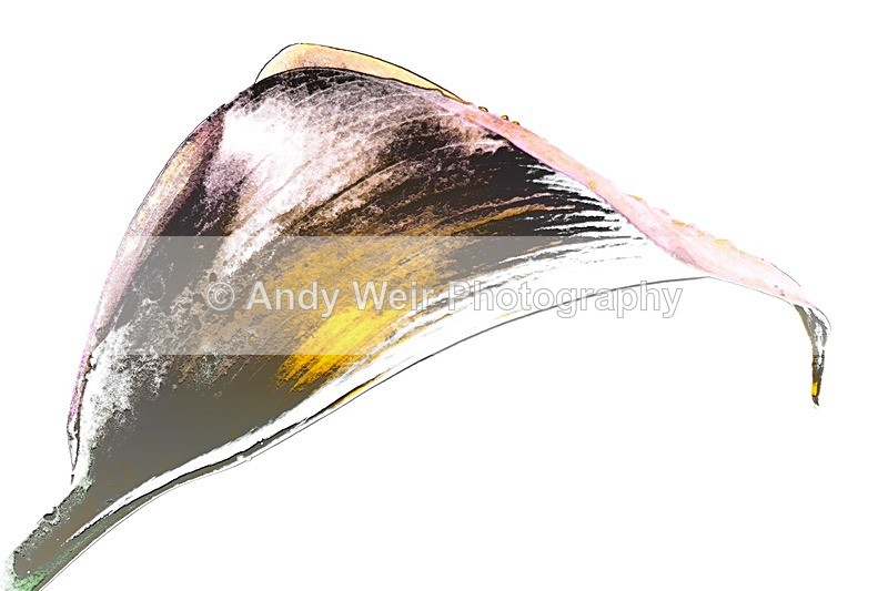 170627-untitled0018-4894-4895-4896 - Plants & Flowers