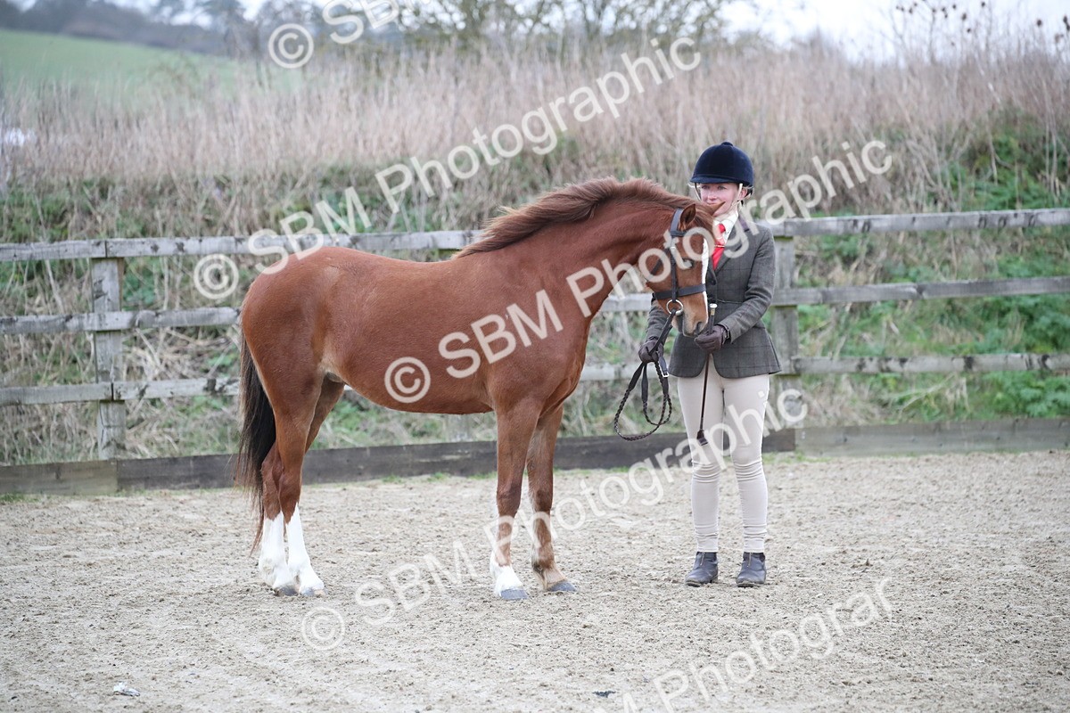 SBM_003906 - Class 1-4 - Young Stock classes Inc. In Hand Championship