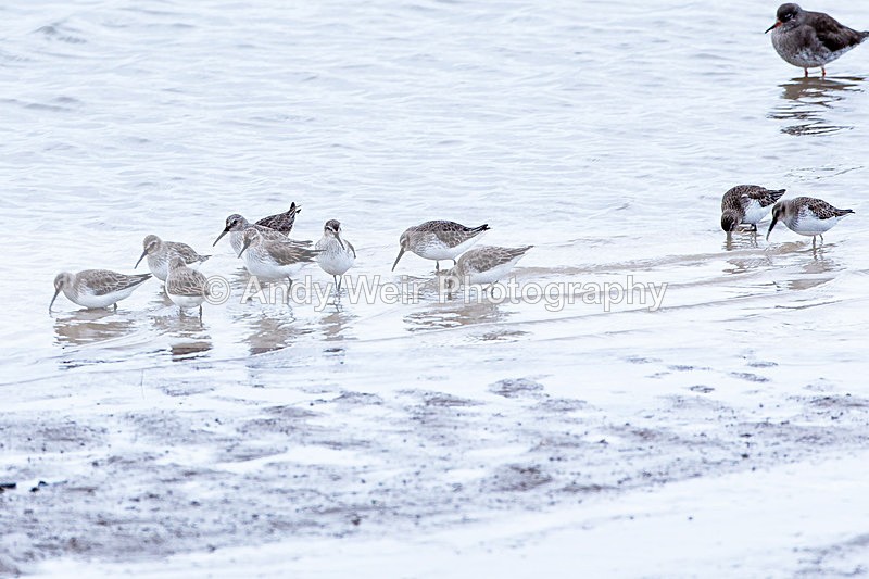 20140222-3K8A8868 - Dunlin