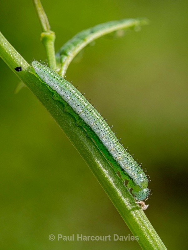 Caterpillar of the orange tip butterfly (Anthocaris cardamines) - Ten Metres from Home 2021