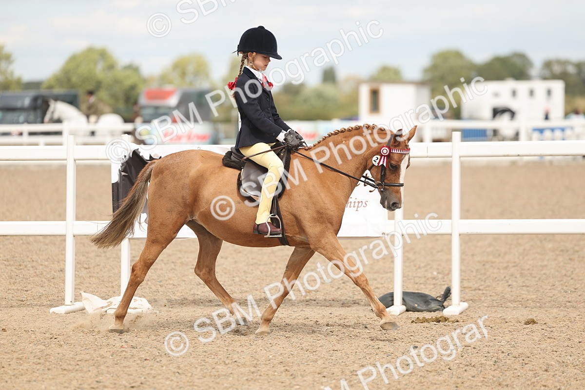 SBM_15965 - Class 311 - Ridden Show pony-Show hunter Pony