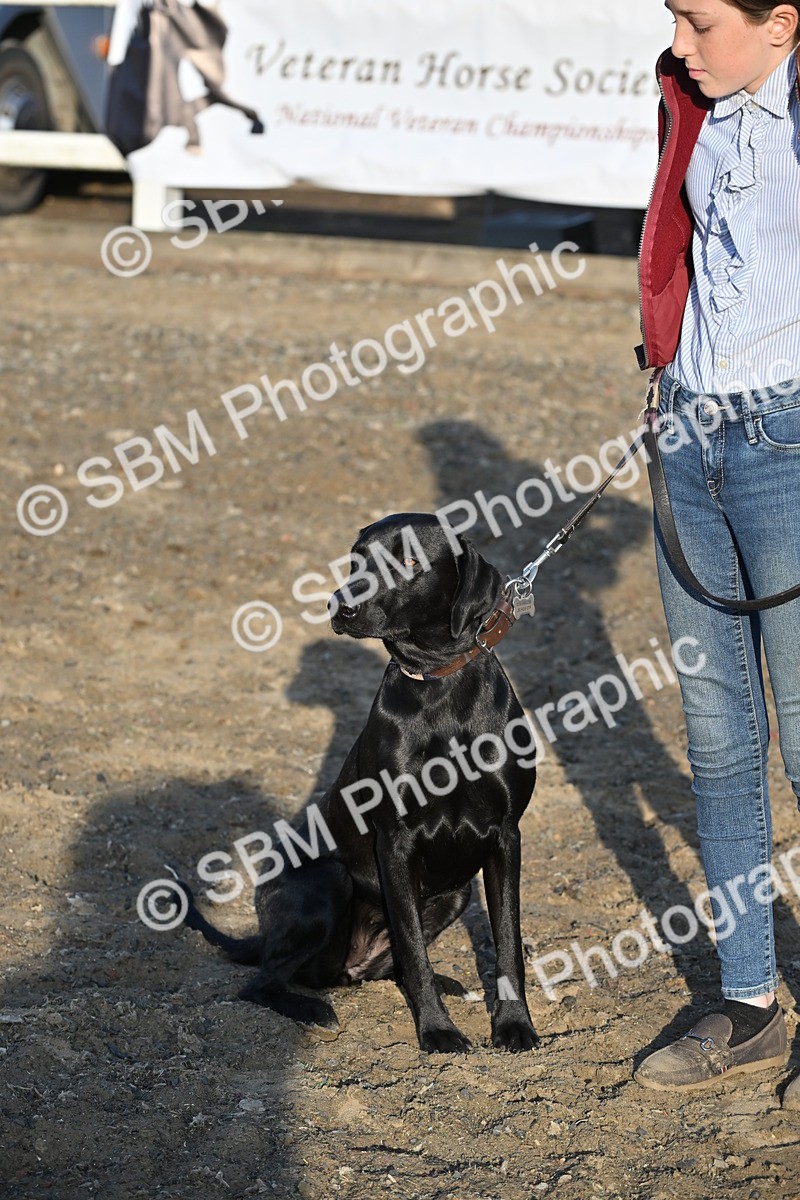 SBM_09437 - Lorry Dogs