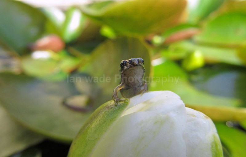  - Reptiles, amphibians & pond life, Great Britian