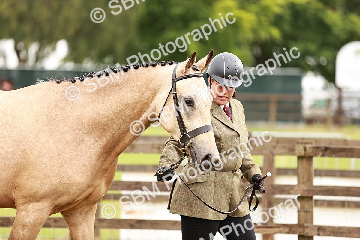 SBM_00689 - Class 26-30 Sport Horse In Hand