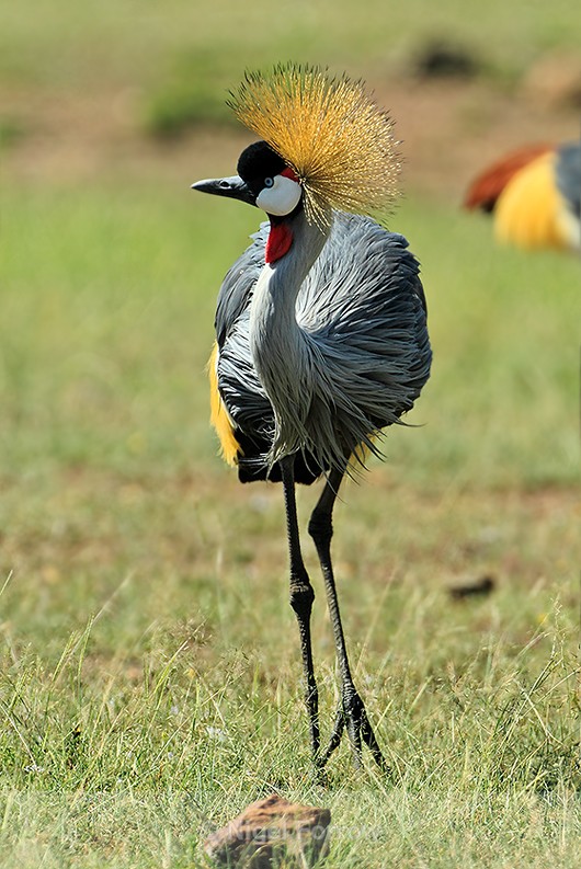 Frontal view of Grey Crowned Crane - Grey Crowned Crane