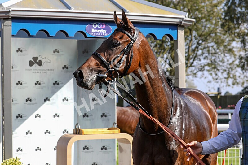 310824-Race 5-Bassadanza-1875 - Race 5