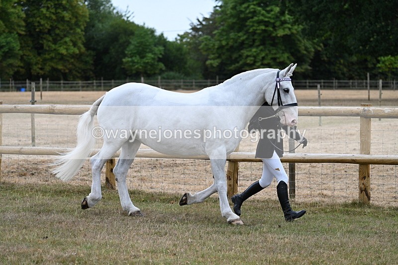 WJ7_8877 - Class 4a Prettiest Mare 14.2hh and over