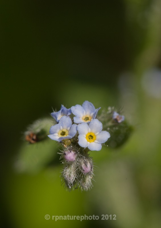 Wood Forget-me-not - Myosotis sylvatica RPNP0024 - Flowers