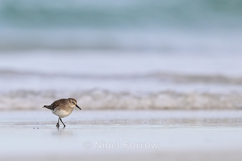 White-rumped Sandpiper walking along shore, Volunteer Point, Falklands - White-rumped Sandpiper