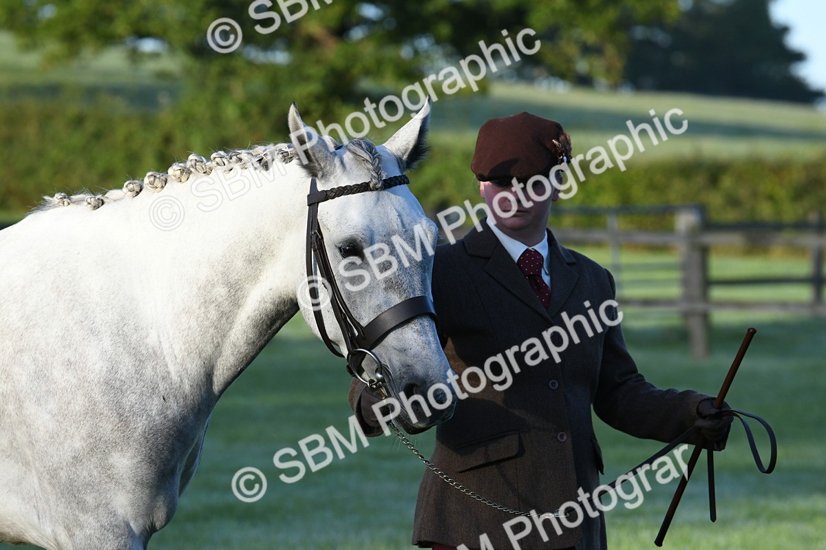 SBM_32482 - S15 - Condition & Turnout In Hand