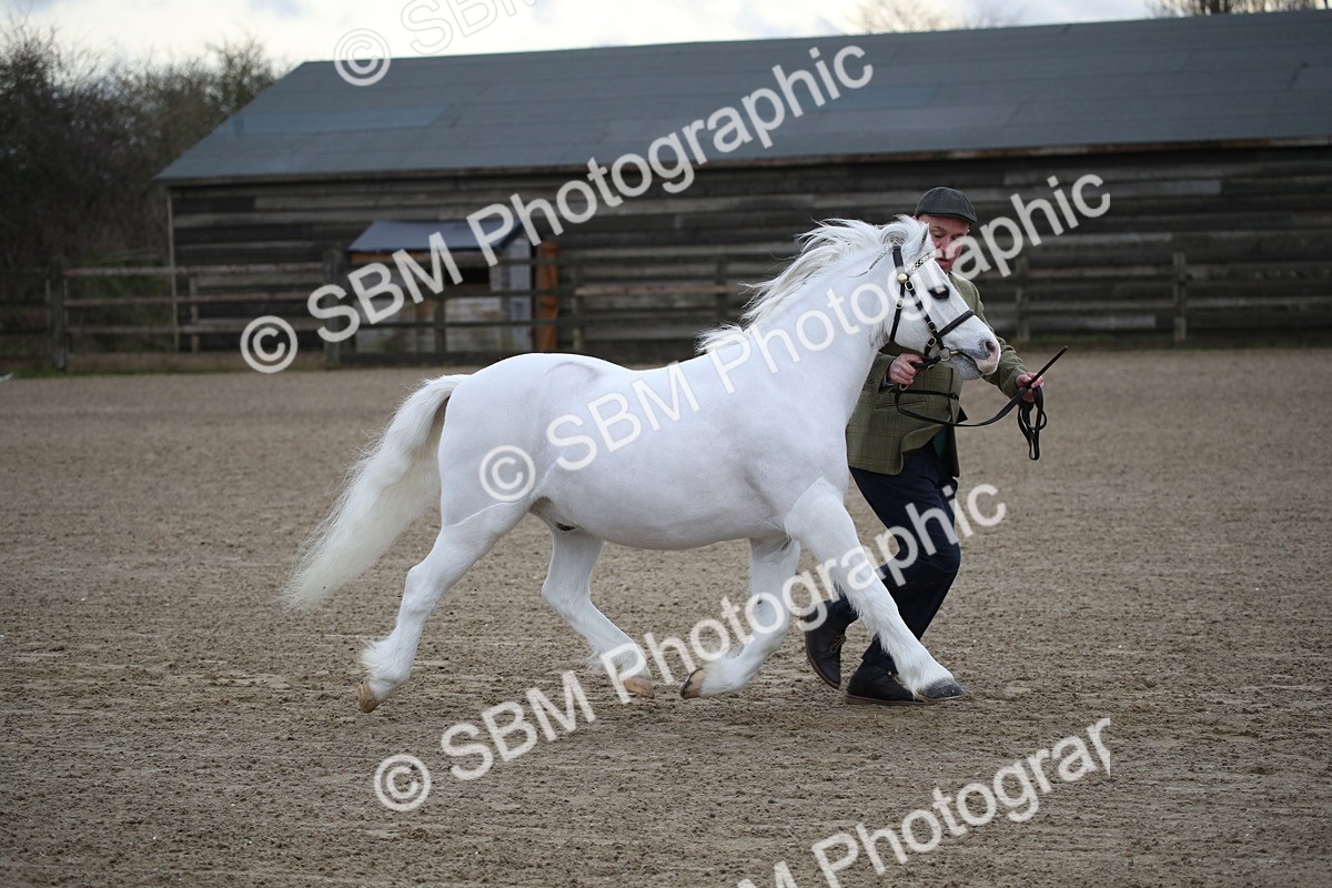 SBM_003917 - Class 1-4 - Young Stock classes Inc. In Hand Championship