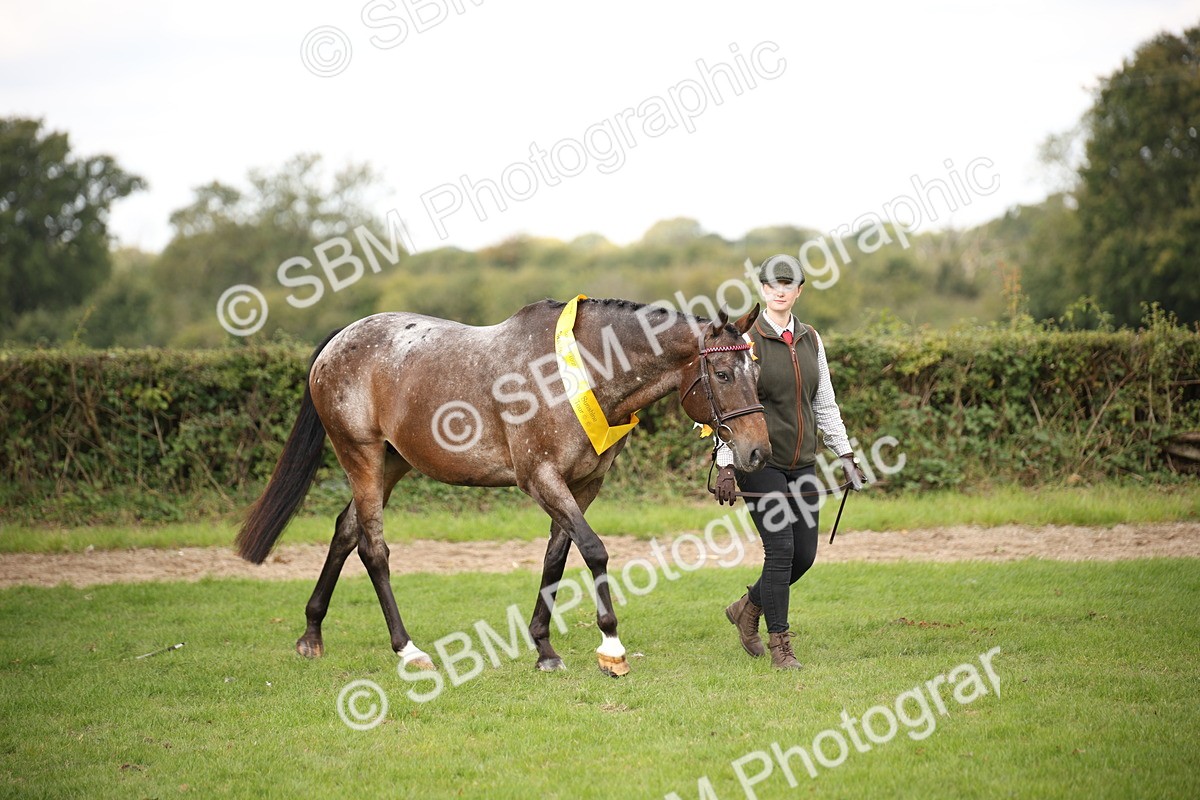 SBM_62908 - In Hand Horse Supreme Championship