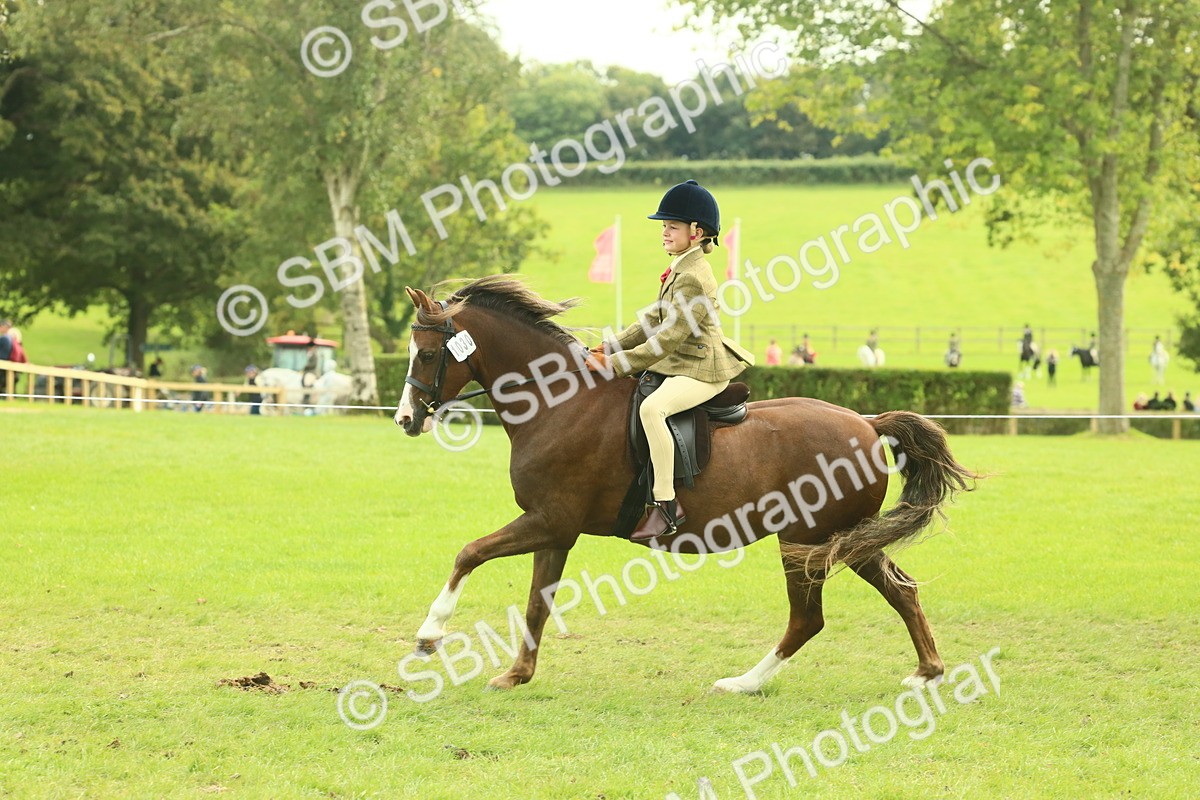 SBM_69883 - S59 - Mountain & Moorland Ridden Small Breeds