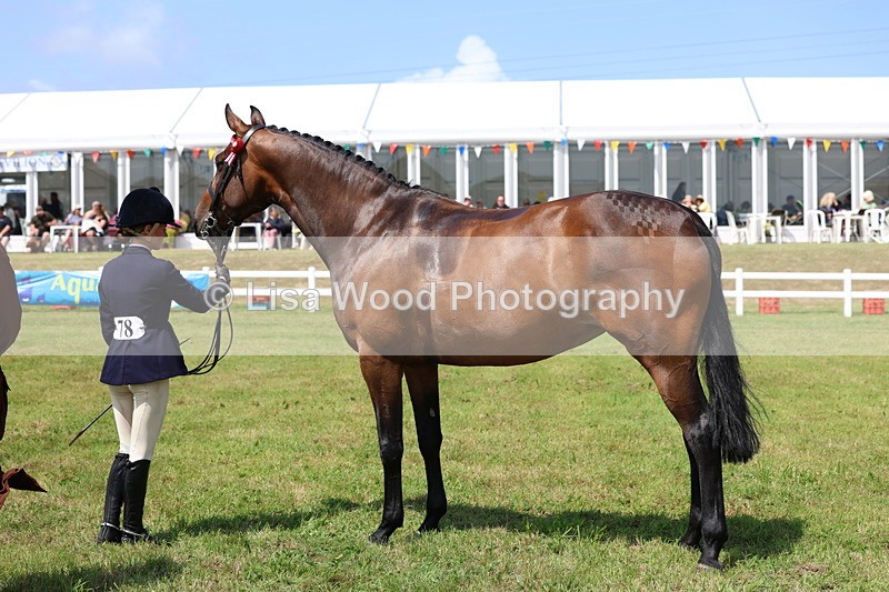 3E7A1150 - Class 8: Open Riding Horse/Hack