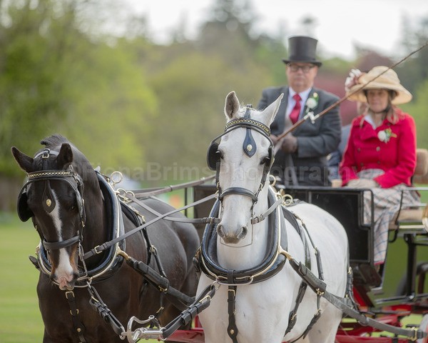 Attelage -169 - CIAT Glamis 2026