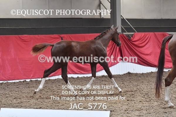 JAC_5776 - 11 Pandora of Westoak