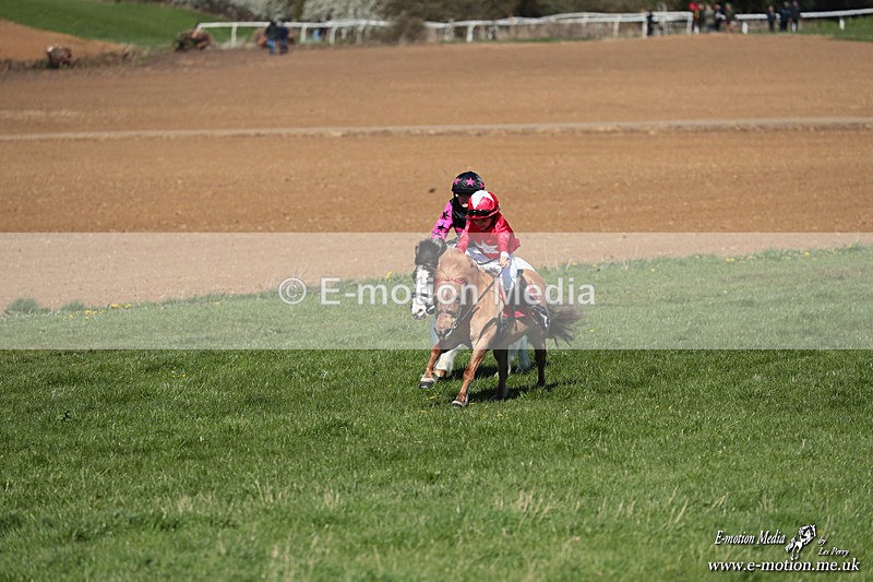 Shet 060426 149 - Shetland Pony Racing Paxford Races Easter Mon 06/04/26