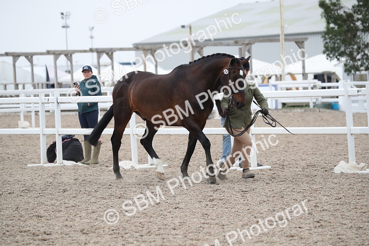 SBM_18316 - Class 318 IH Part bred Horse/Pony