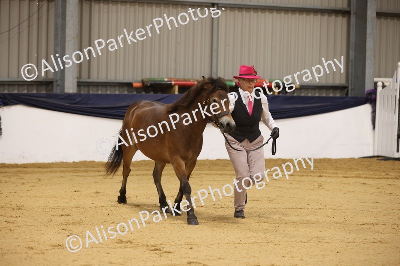 20260913-1030 - Class 109 - Bred On Exmoor In Hand