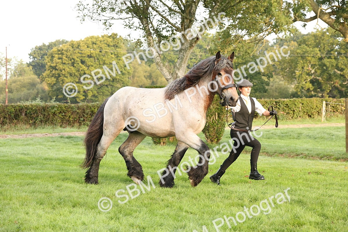 SBM_54409 - S51 - Foreign Breeds In Hand