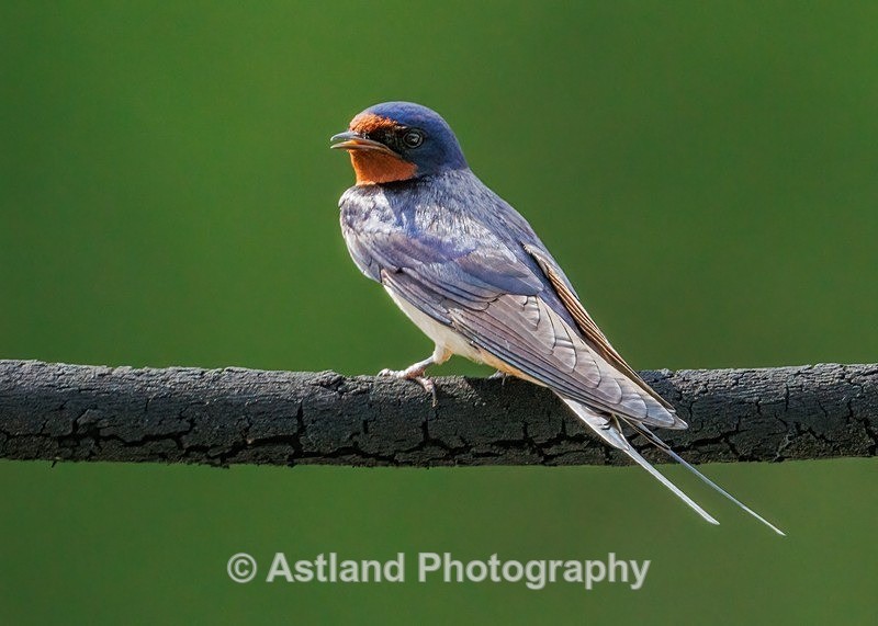 Swallow - Latest Images