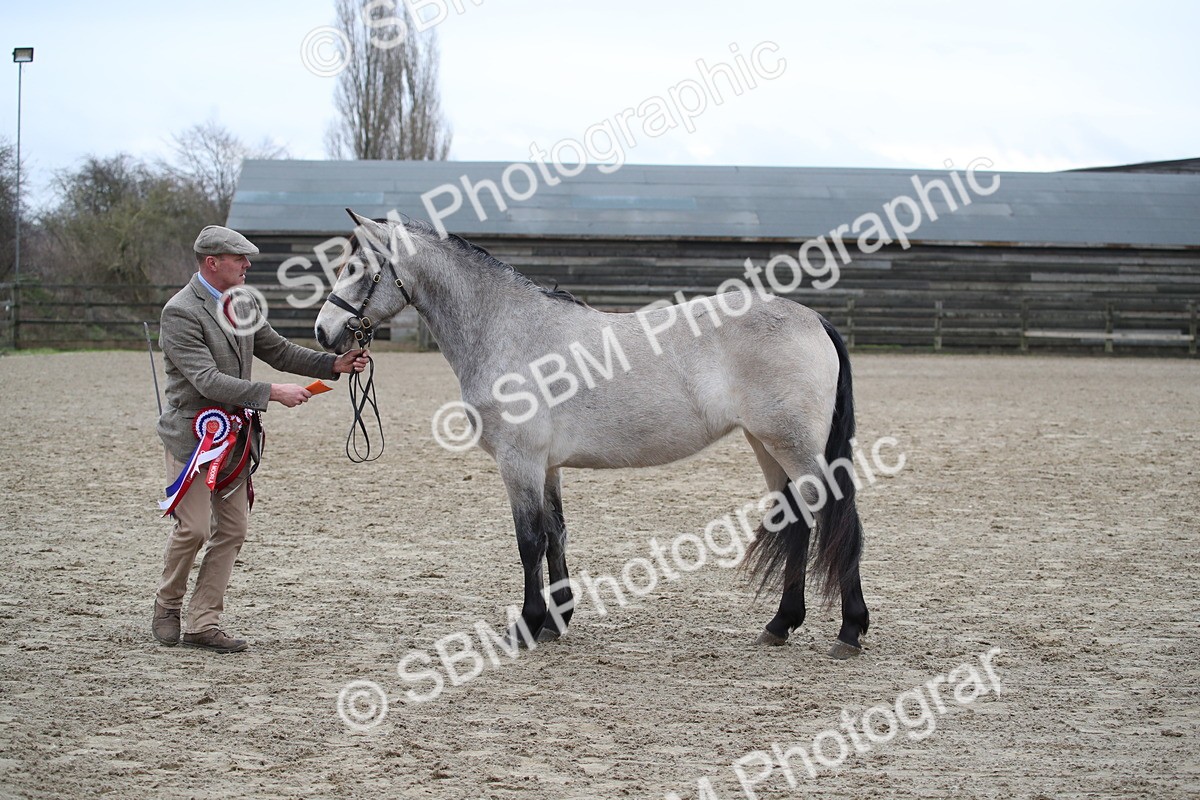 SBM_004119 - Class 1-4 - Young Stock classes Inc. In Hand Championship