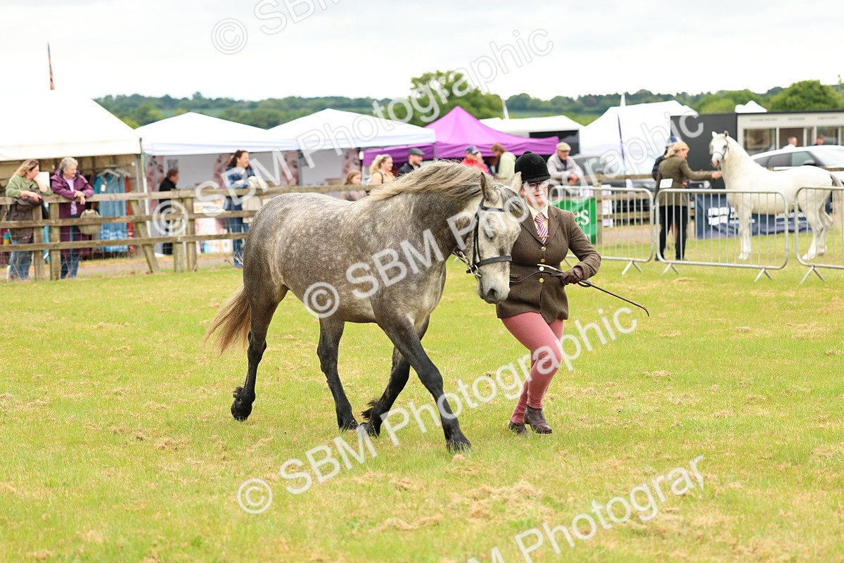 SBM_04057 - Class 64-67 - Shetland Pony In Hand