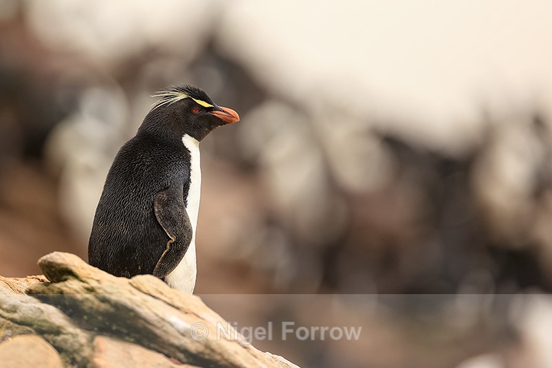 Southern Rockhopper Penguin beside colony, Saunders Island - Rockhopper Penguin
