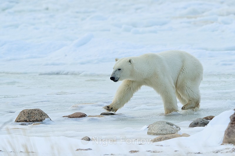 Polar Bear using stepping stones, Churchill, Canada - Polar Bear