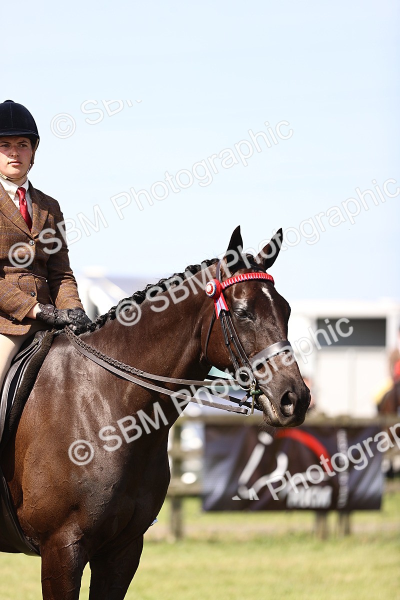 SBM_13039 - Class 75-76 LIHS BSHA Rising Star Hack Riding Horse
