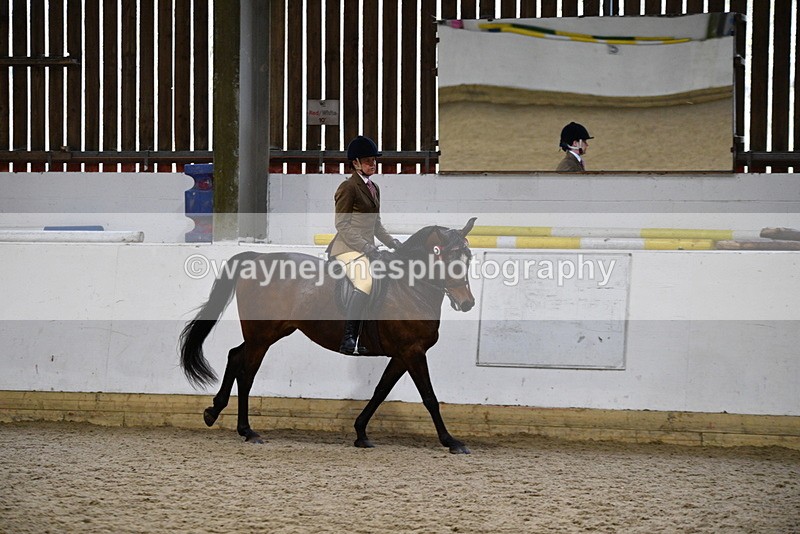 WJ5_8953 - Class 15 Ridden Show Horse