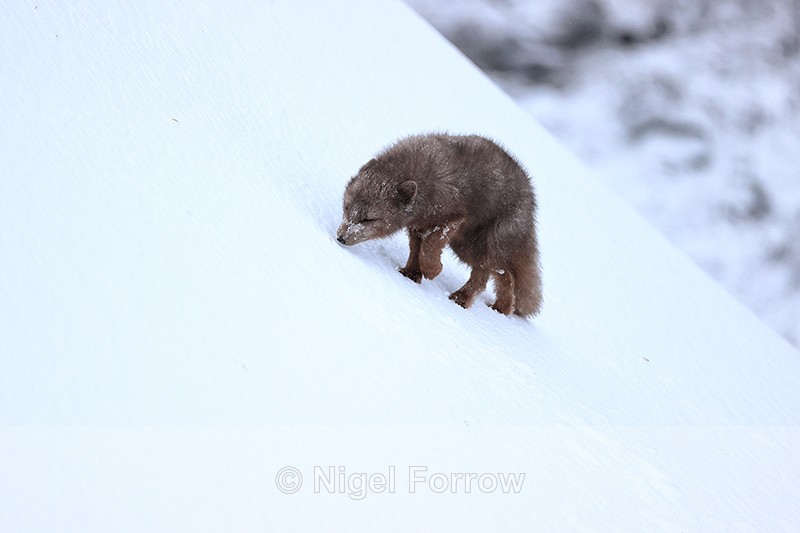 Arctic Fox climbs steep slope, Hornstrandir, Iceland - Arctic Fox