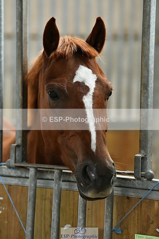 230804A-094242-02175 - Stable Shots