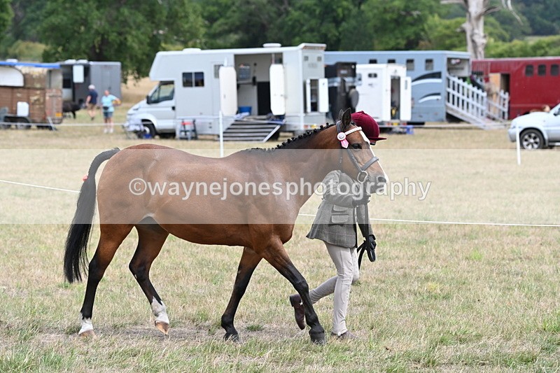 WJ6_5893 - Class 19 In-hand Veterans (Uploaded correct folder)